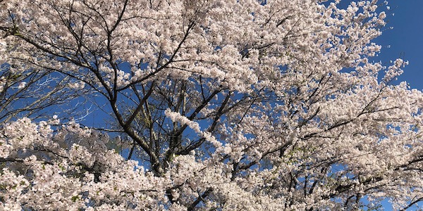 小岩井農場の桜